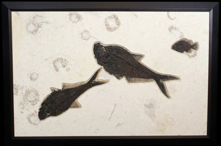 Wide, Framed Fossil Fish Plate - Green River Formation #51336